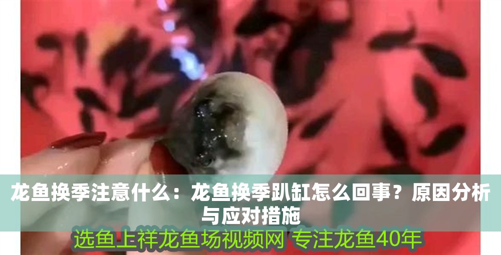 龍魚換季注意什么：龍魚換季趴缸怎么回事？原因分析與應對措施