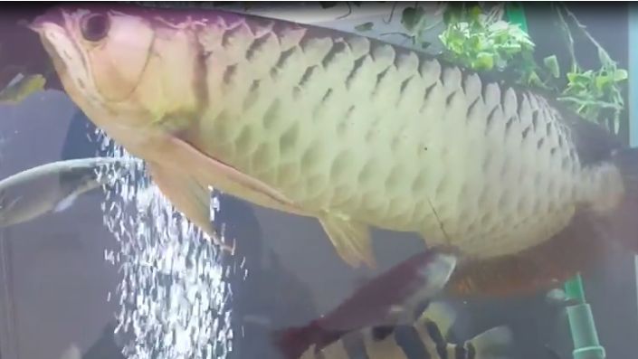 金龍魚吃什么增色快又好看：金龍魚吃什么會(huì)上色快 金龍魚吃什么增色快又好看：金龍魚吃什么會(huì)上色快 龍魚百科 第7張