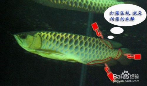 金龍魚怎么分好壞啊（金龍魚的優劣可以通過觀察鱗片和體長來判斷）
