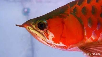 紅龍魚(yú)身體發(fā)黑什么原因呢，紅龍魚(yú)身體發(fā)黑的原因