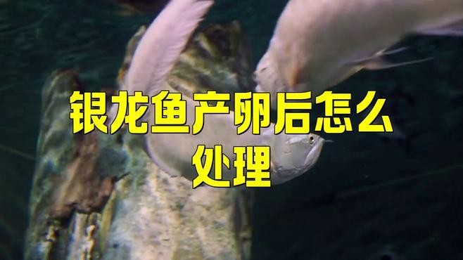龍魚產卵后如何處理？