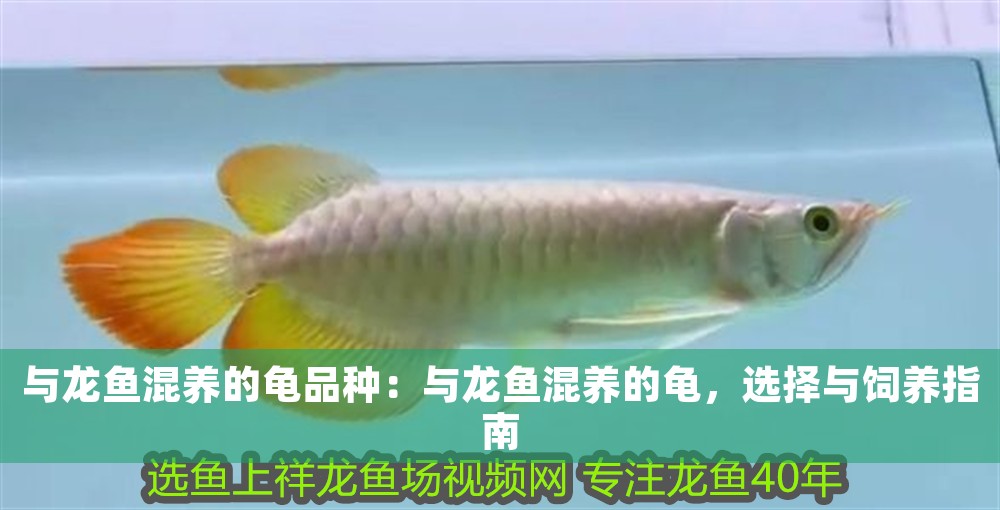 與龍魚混養的龜品種：與龍魚混養的龜，選擇與飼養指南 與龍魚混養的龜品種：與龍魚混養的龜，選擇與飼養指南 龍魚百科 第1張