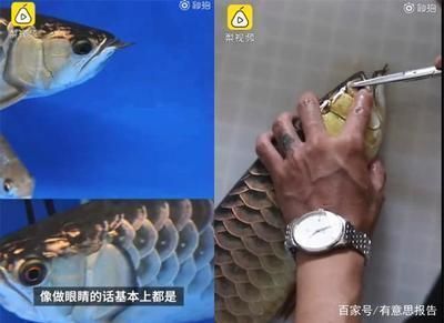 龍魚去眼手術能吃嗎：龍魚去眼手術后的飲食管理 龍魚去眼手術能吃嗎：龍魚去眼手術后的飲食管理 龍魚百科 第5張