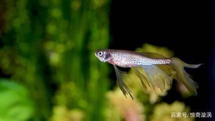 龍魚去眼手術能吃嗎：龍魚去眼手術后的飲食管理 龍魚去眼手術能吃嗎：龍魚去眼手術后的飲食管理 龍魚百科 第1張