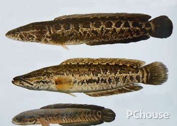 龍魚和烏魚哪個好吃一點：烏魚和龍魚哪個更好吃？