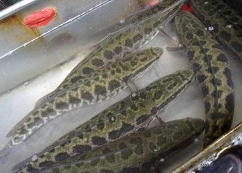 龍魚和烏魚哪個好吃一點：烏魚和龍魚哪個更好吃？