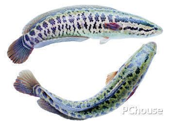 龍魚和烏魚哪個好吃一點：烏魚和龍魚哪個更好吃？