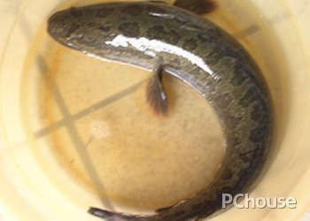 龍魚和烏魚哪個好吃一點：烏魚和龍魚哪個更好吃？