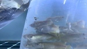 金龍魚養殖場魚苗批發：金龍魚養殖場魚苗批發信息和供應商應該注意什么