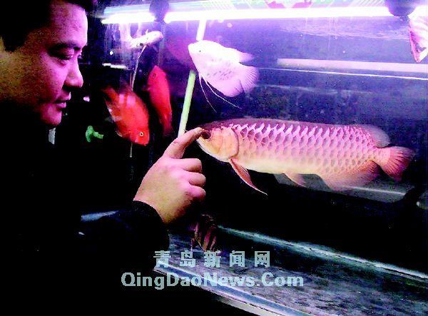 藍底過背金龍魚百度百科（藍底過背金龍魚市場價格趨勢）
