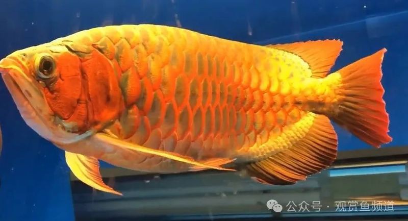 小火龍魚繁殖方式是什么？ 小火龍魚繁殖方式是什么？ 龍魚百科 第2張