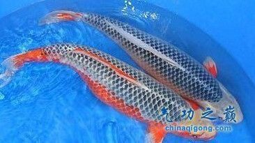 屬龍一生最吉利的魚