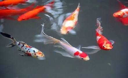 屬龍一生最吉利的魚