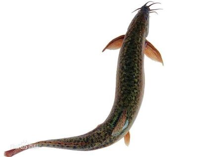 龍魚吐食并四處游動的可能原因（龍魚吐食亂串怎么辦）