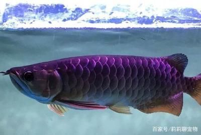 藍(lán)色的金龍魚叫什么，藍(lán)色金龍魚在水族愛好者中通常被稱為“藍(lán)龍或者藍(lán)金龍” 藍(lán)色的金龍魚叫什么，藍(lán)色金龍魚在水族愛好者中通常被稱為“藍(lán)龍或者藍(lán)金龍” 龍魚百科 第1張