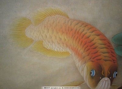 金龍魚照片大全大圖高清（金龍魚品種分類及飼養技巧金龍魚飼養技巧） 金龍魚照片大全大圖高清（金龍魚品種分類及飼養技巧金龍魚飼養技巧） 龍魚百科 第5張