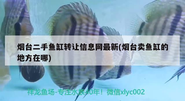 煙臺二手魚缸轉(zhuǎn)讓信息網(wǎng)最新(煙臺賣魚缸的地方在哪) 煙臺二手魚缸轉(zhuǎn)讓信息網(wǎng)最新(煙臺賣魚缸的地方在哪) 龍魚百科
