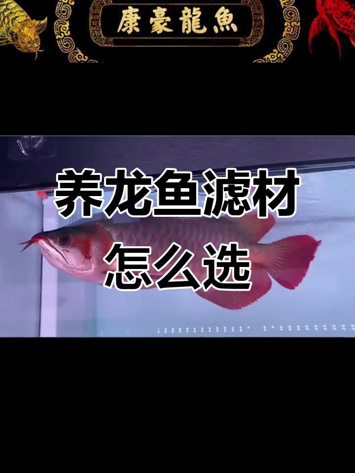 金頭過背金龍魚需要什么樣的過濾系統？