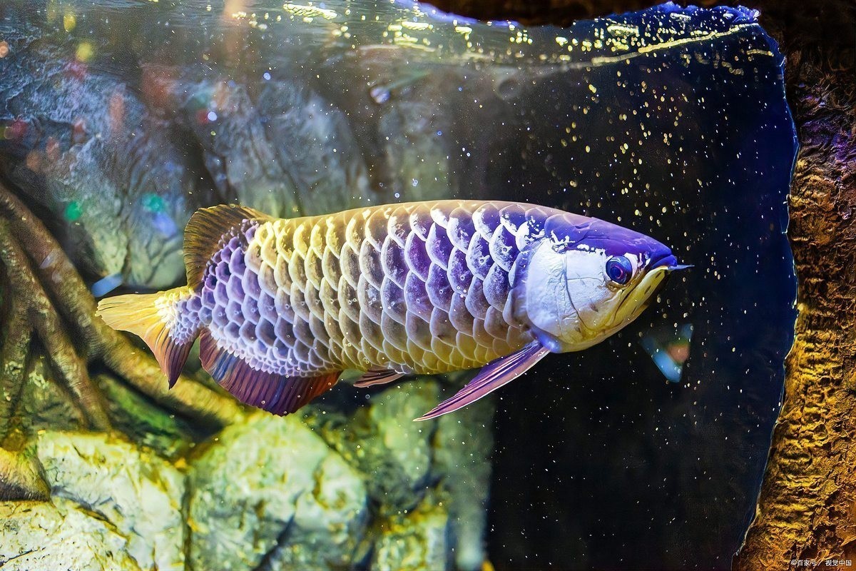 龍魚鰓蓋恢復期間可以投喂哪些食物？