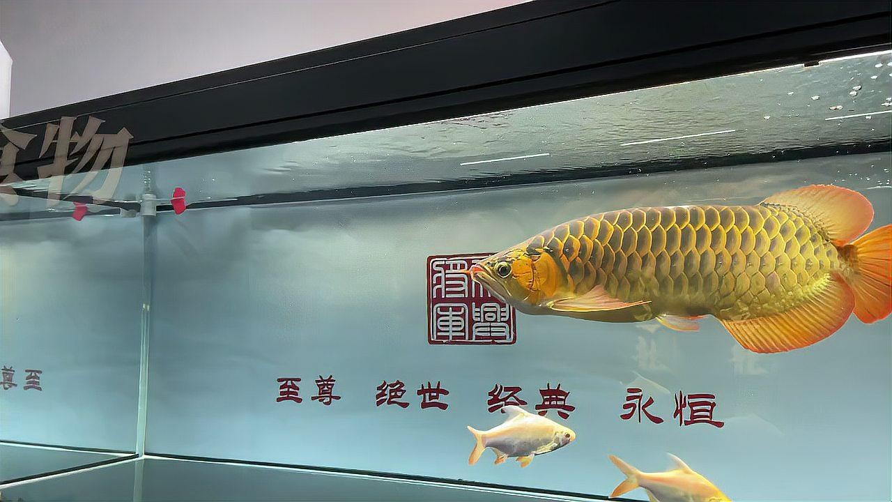 龍魚鰓蓋恢復期間可以投喂哪些食物？