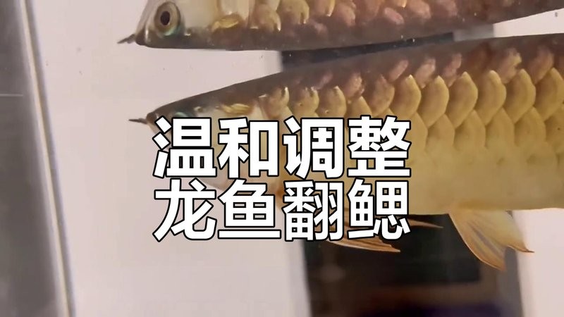 龍魚鰓蓋恢復期間可以投喂哪些食物？
