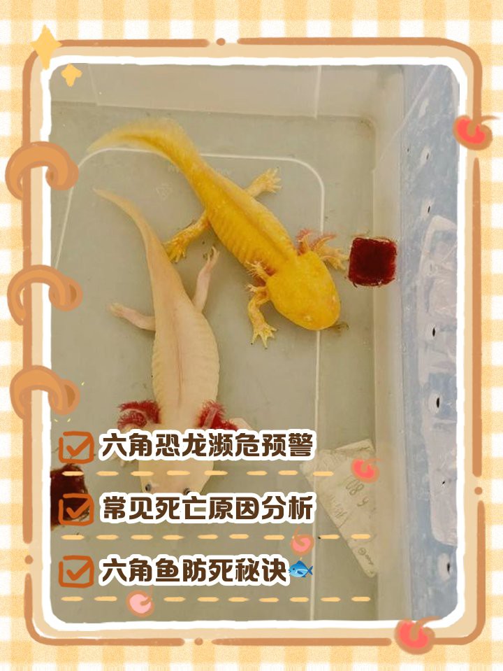 六角恐龍死后多久會浮到水面？ 六角恐龍死后多久會浮到水面？ 龍魚百科 第3張