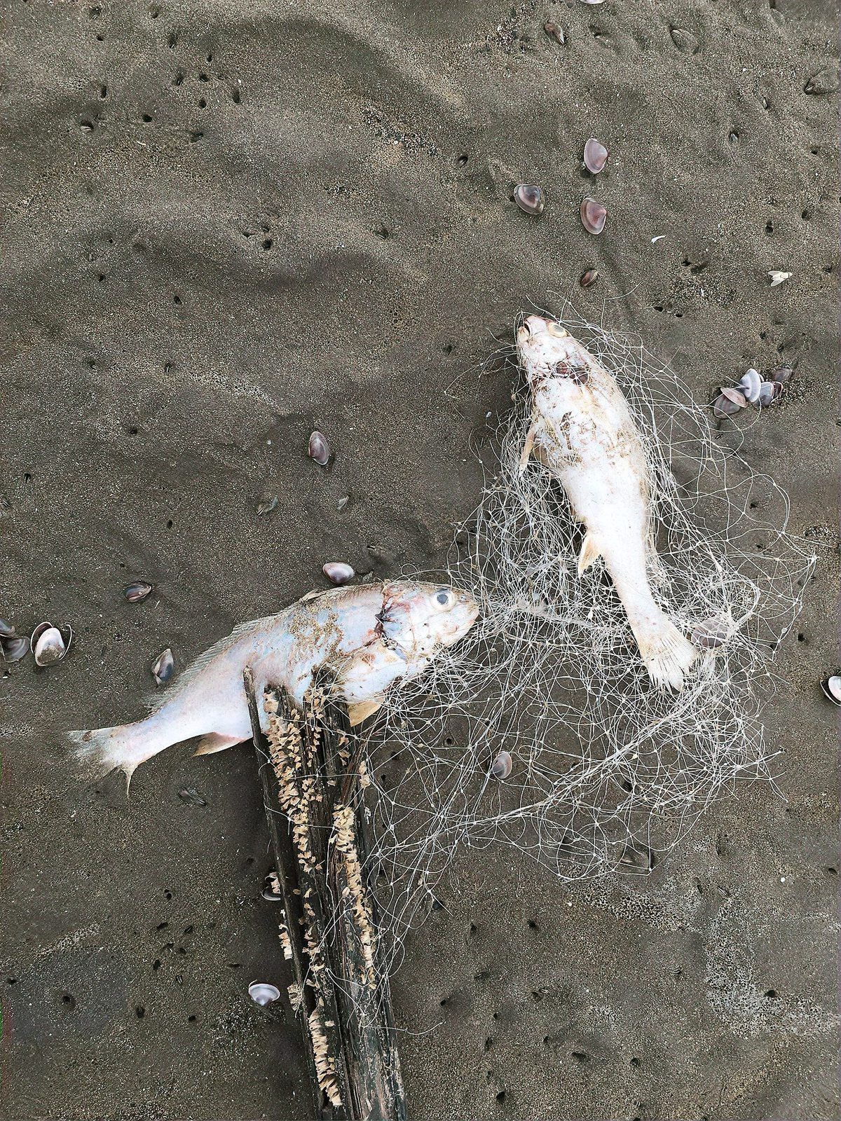 六角恐龍死后多久會浮到水面？ 六角恐龍死后多久會浮到水面？ 龍魚百科 第1張