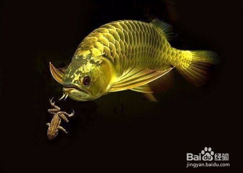 如何改善龍魚的水質環境：改善龍魚的水質環境是確保其健康和長壽的關鍵 如何改善龍魚的水質環境：改善龍魚的水質環境是確保其健康和長壽的關鍵 龍魚百科 第6張