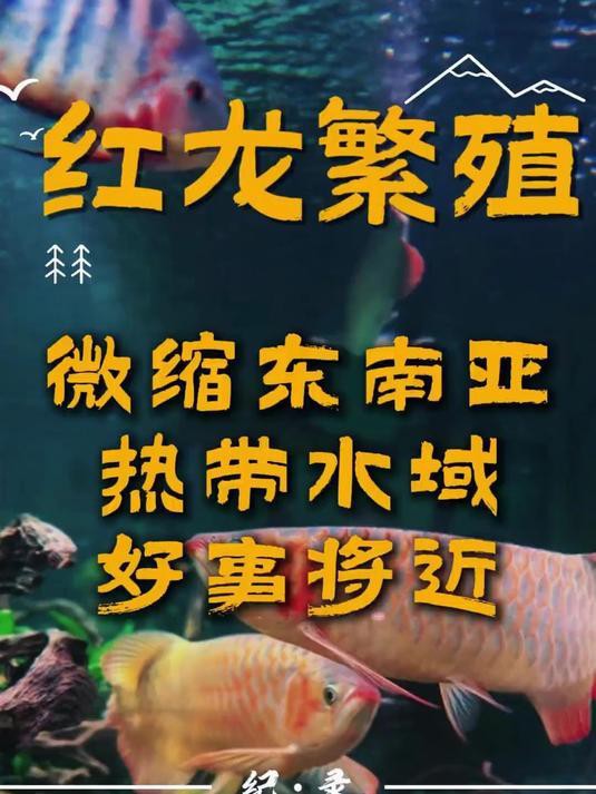 紅龍魚繁殖場哪家口碑最好？