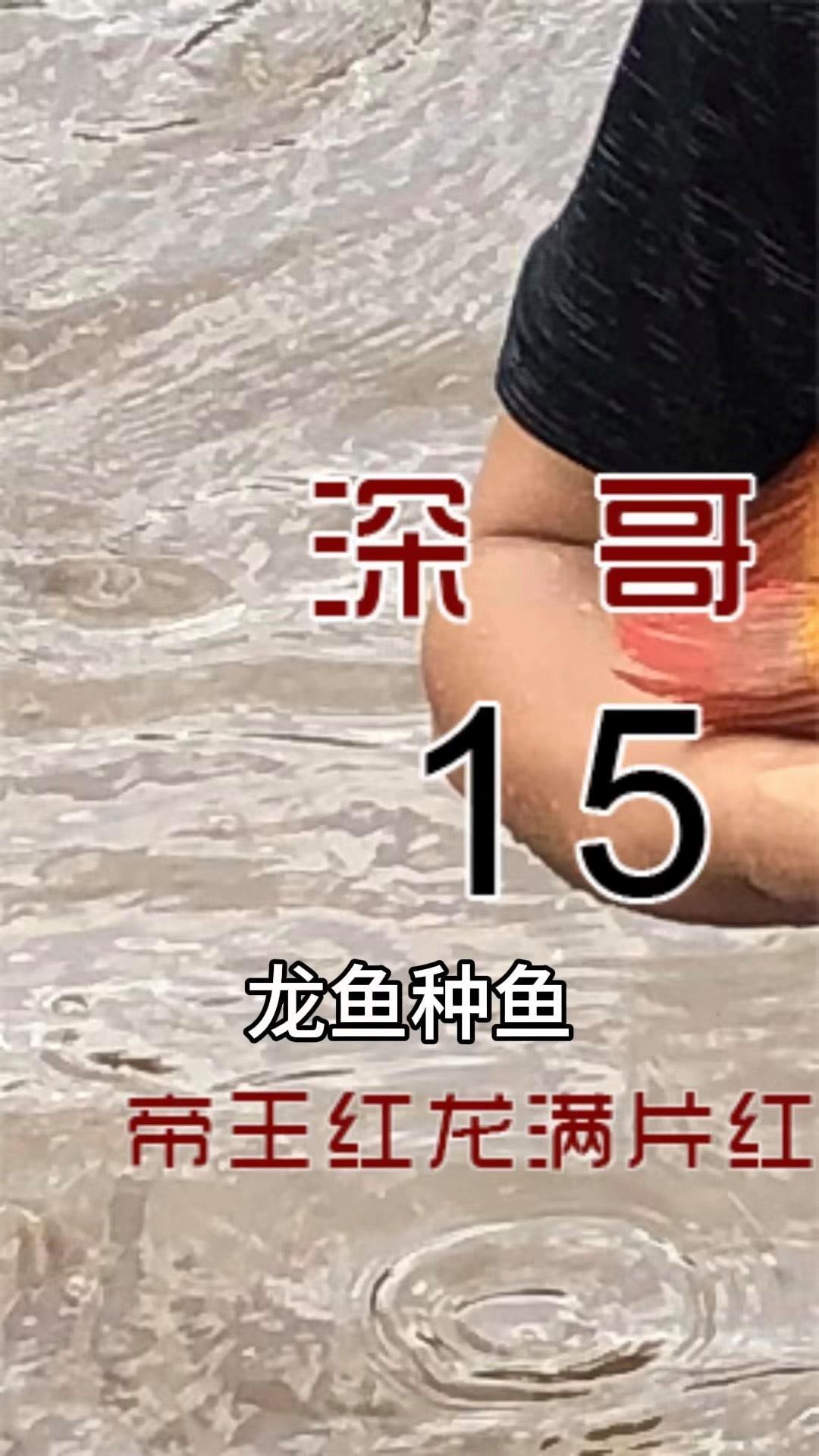 紅龍魚繁殖場哪家口碑最好？