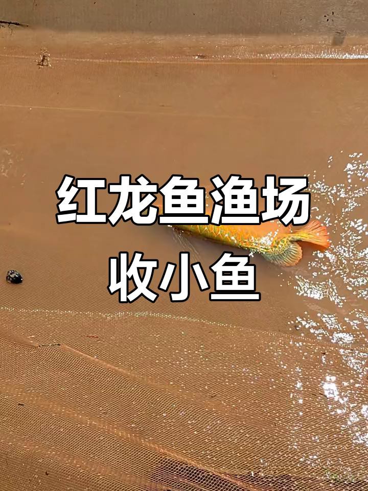 紅龍魚繁殖場哪家口碑最好？