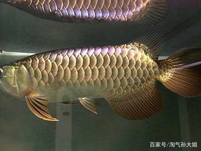 藍底金龍魚好還是金龍魚好養(yǎng):藍底金龍魚和金龍魚哪個好養(yǎng) 龍魚百科 第2張 藍底金龍魚好還是金龍魚好養(yǎng):藍底金龍魚和金龍魚哪個好養(yǎng) 藍底金龍魚好還是金龍魚好養(yǎng):藍底金龍魚和金龍魚哪個好養(yǎng) 龍魚百科 第2張