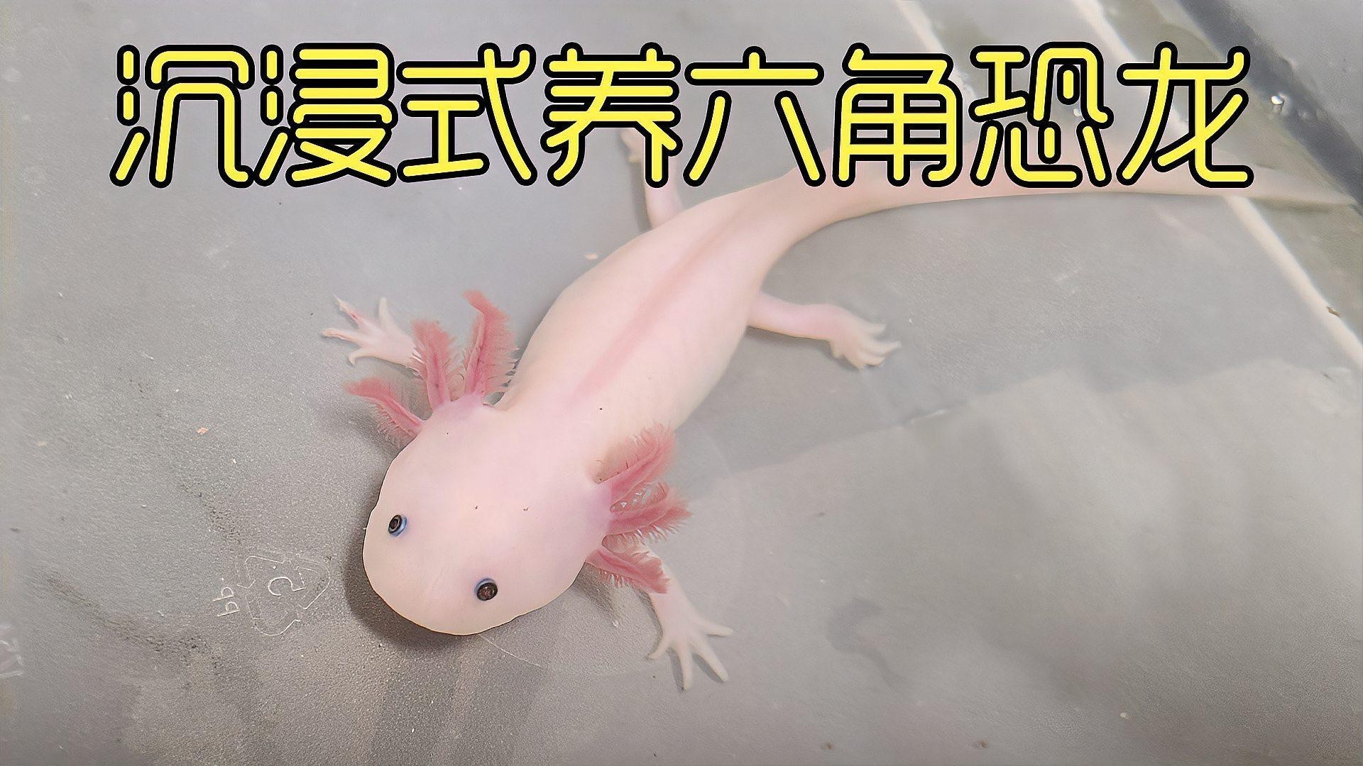 養(yǎng)六角恐龍魚需要什么缸
