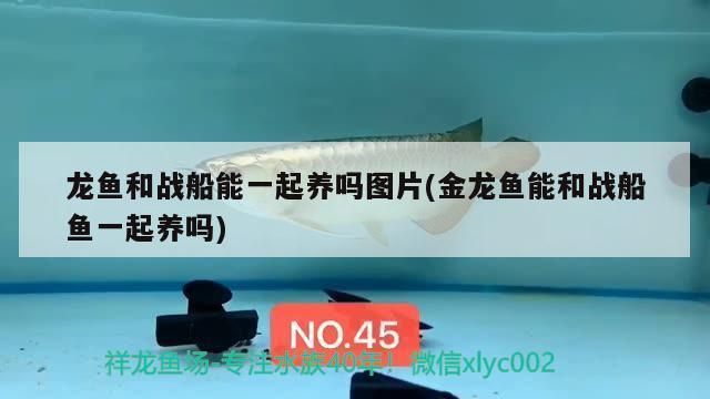 龍魚和戰(zhàn)船一起養(yǎng)幾條合適呢（如何判斷龍魚戰(zhàn)船混養(yǎng)是否和諧）
