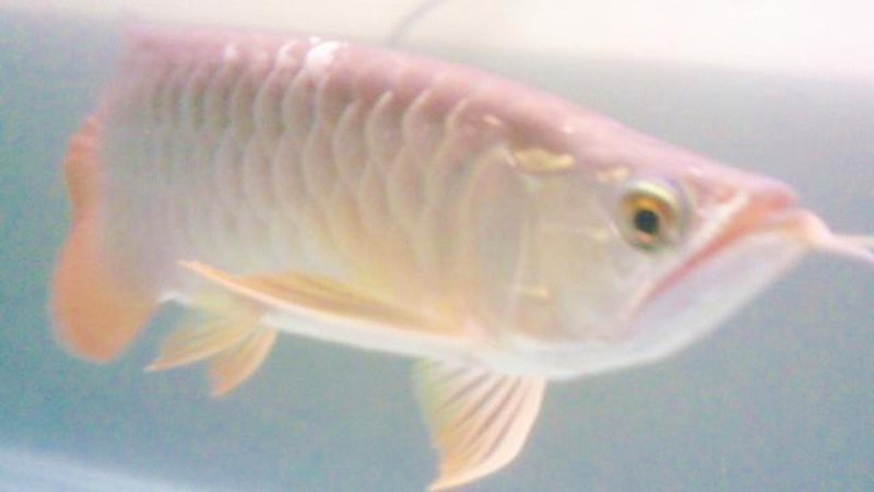 養銀龍魚要注意什么事項呢圖片視頻 養銀龍魚要注意什么事項呢圖片視頻 龍魚百科 第2張