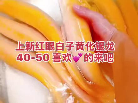 養銀龍魚要注意什么事項呢圖片視頻 養銀龍魚要注意什么事項呢圖片視頻 龍魚百科 第4張