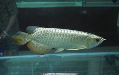 金龍魚vs銀龍魚誰厲害：在探討“金龍魚vs銀龍魚誰厲害”這一問題其實很難給出答案 金龍魚vs銀龍魚誰厲害：在探討“金龍魚vs銀龍魚誰厲害”這一問題其實很難給出答案 龍魚百科 第2張