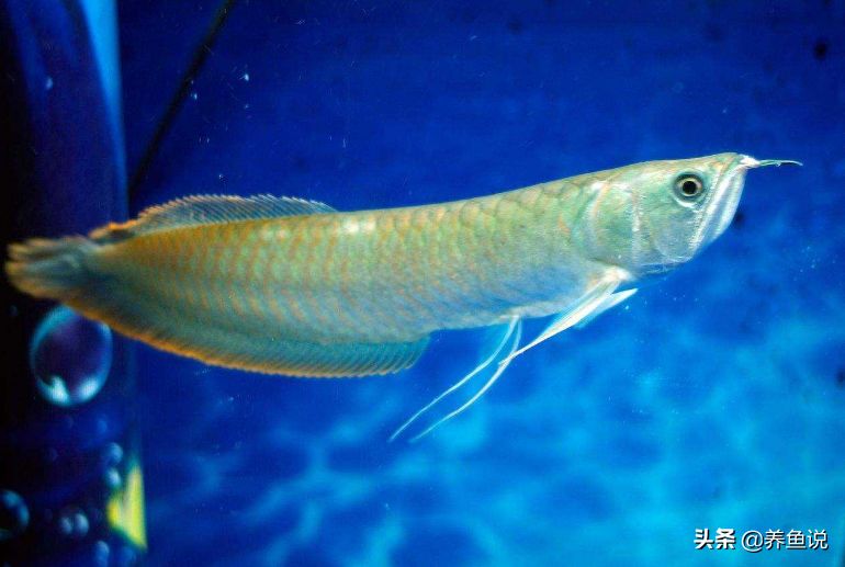 金龍魚vs銀龍魚誰厲害：在探討“金龍魚vs銀龍魚誰厲害”這一問題其實很難給出答案 金龍魚vs銀龍魚誰厲害：在探討“金龍魚vs銀龍魚誰厲害”這一問題其實很難給出答案 龍魚百科 第5張