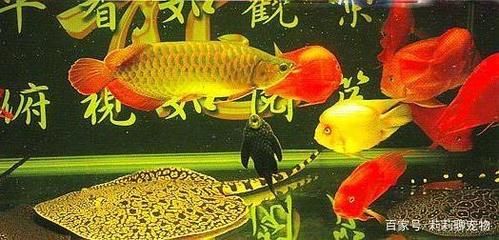 龍魚和魟魚混養(yǎng)的寓意（龍魚和魟魚混養(yǎng)在風水學中有著什么寓意？）