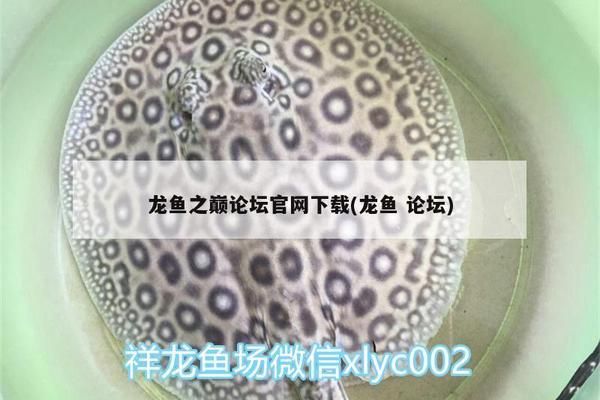 祥龍魚場官方網站下載：祥龍魚場官方網站