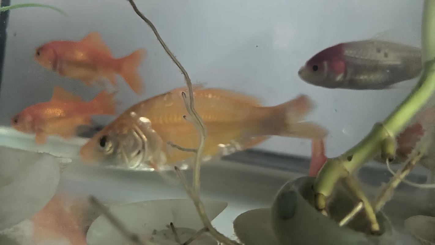 金龍魚過背后還會褪色嗎？