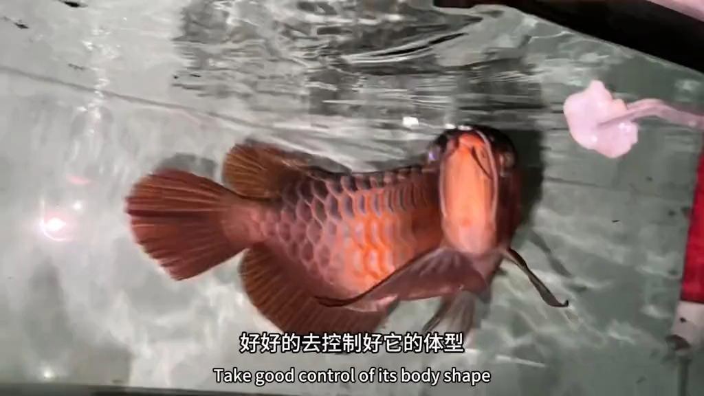 金龍魚過背后還會褪色嗎？