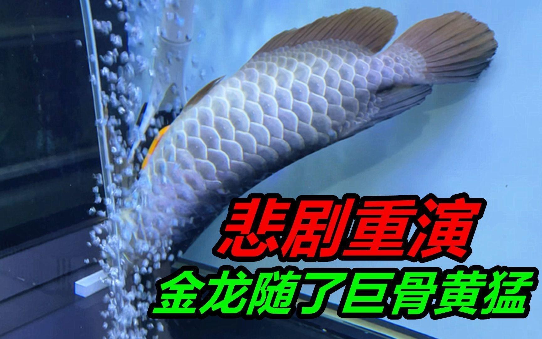 金龍魚過背后還會褪色嗎？
