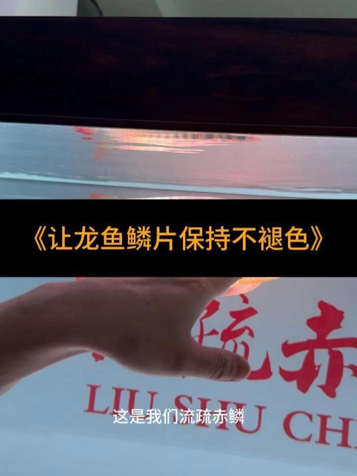 金龍魚過背后還會褪色嗎？