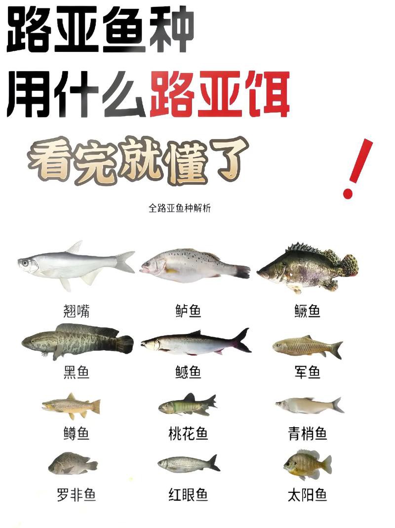 翹嘴魚和金龍魚的區別是什么圖片 翹嘴魚和金龍魚的區別是什么圖片 龍魚百科 第19張
