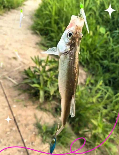 翹嘴魚和金龍魚的區別是什么圖片 翹嘴魚和金龍魚的區別是什么圖片 龍魚百科 第15張