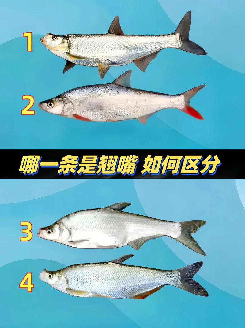翹嘴魚和金龍魚的區別是什么圖片 翹嘴魚和金龍魚的區別是什么圖片 龍魚百科 第1張
