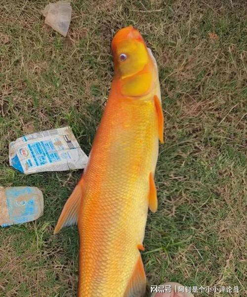 翹嘴魚和金龍魚的區別是什么圖片 翹嘴魚和金龍魚的區別是什么圖片 龍魚百科 第18張