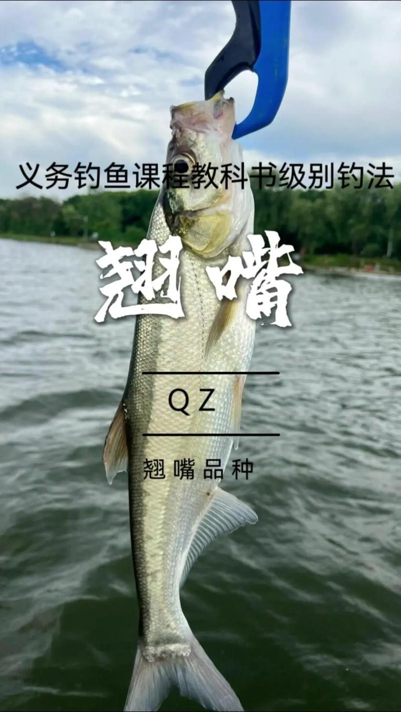 翹嘴魚和金龍魚的區別是什么圖片 翹嘴魚和金龍魚的區別是什么圖片 龍魚百科 第6張