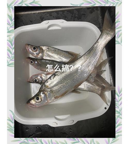 翹嘴魚和金龍魚的區別是什么圖片 翹嘴魚和金龍魚的區別是什么圖片 龍魚百科 第16張